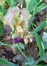Iris in June