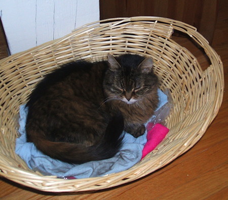 Kittybasketbed