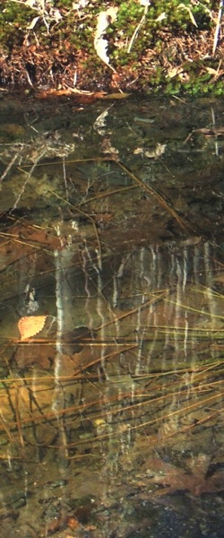 Leaf on spring puddle