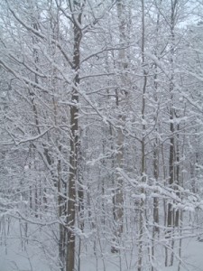 View from the kitchen this morning.