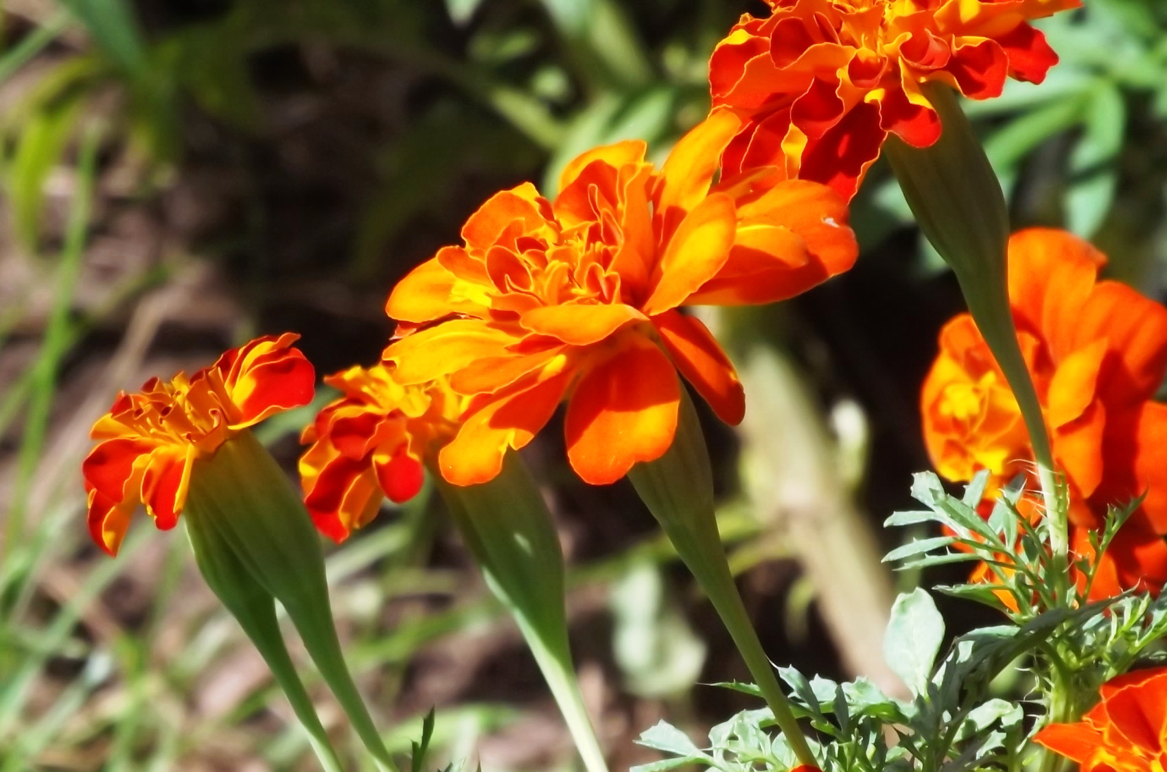 orange marigolds in the sun