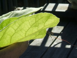 Mullein: The Perfect Plant for Planters