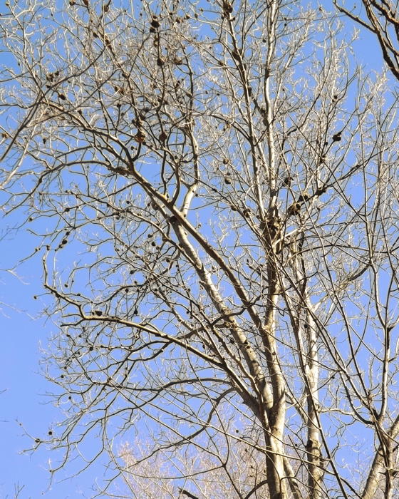 Nests in tree