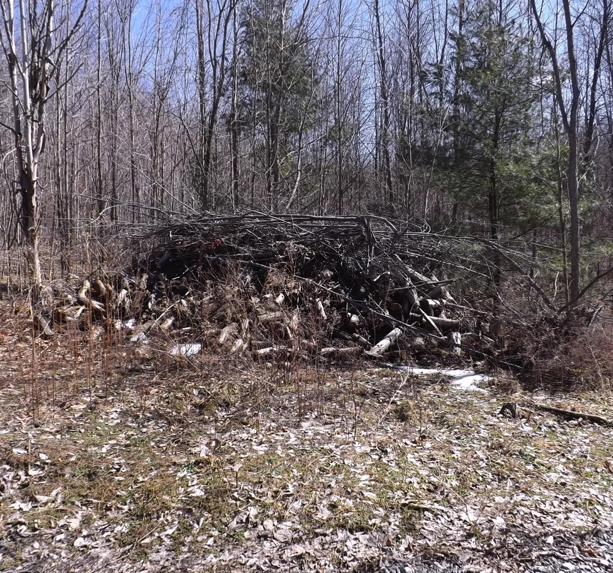 Pile of brush rideau