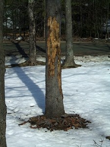 Dead Pine Bird Feeder, April 2, 2011