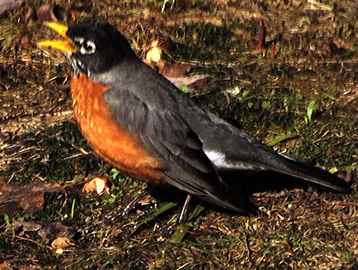 Robin 2013 april