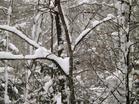 Snow in trees DSCF4641