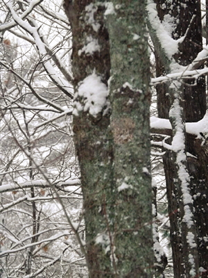 Snowsquall2014NOV2