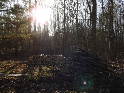 Stacked firewood