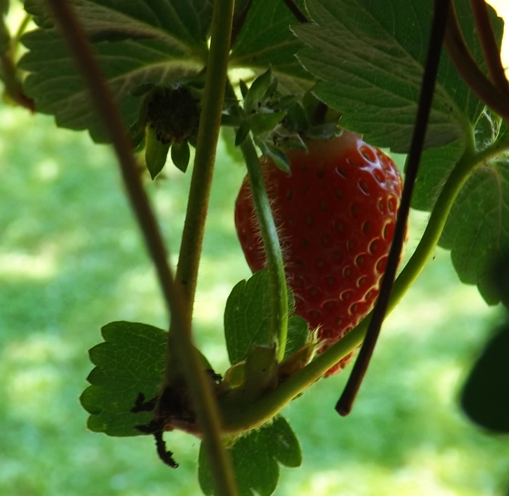 one ripening strawberry handing from a potted plant