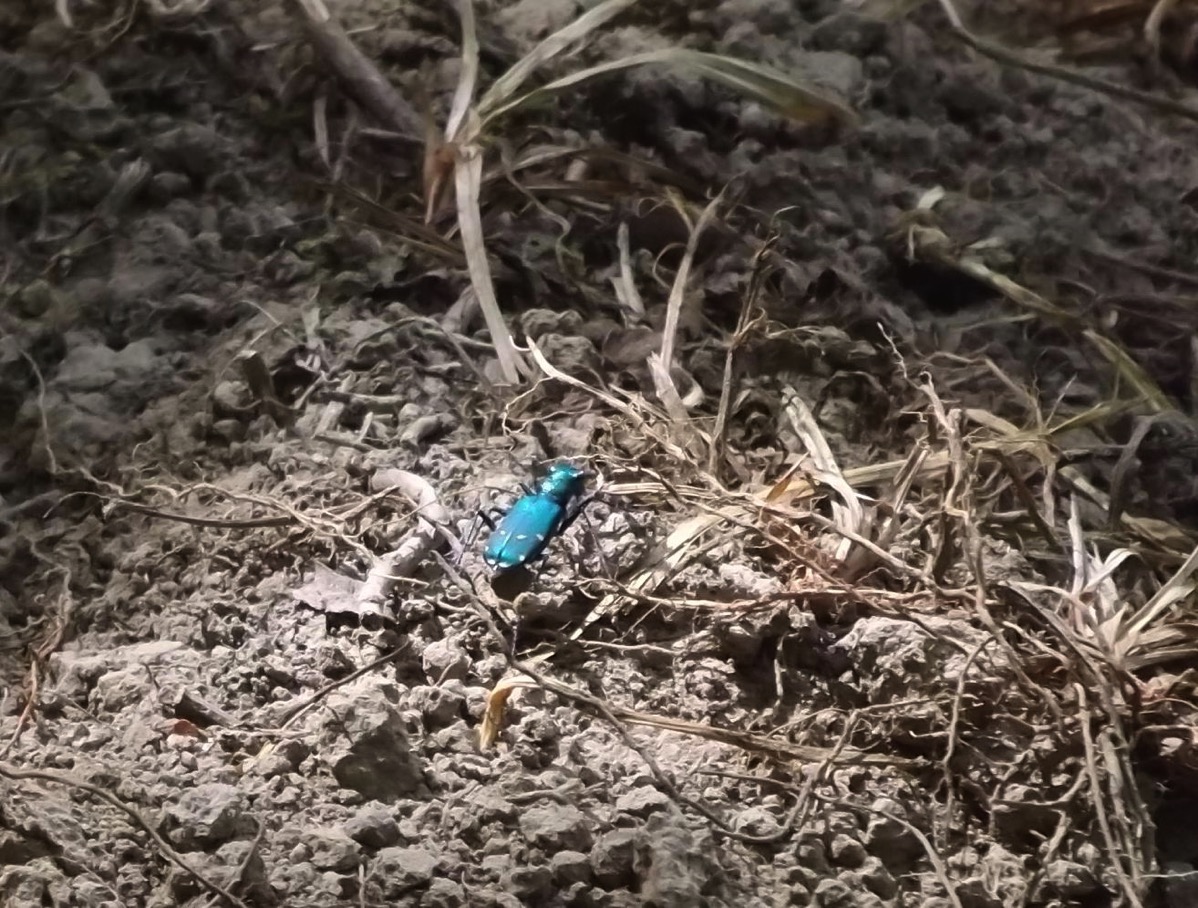 Tiger beetle Rideau Camp