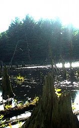 Ontario Wetland