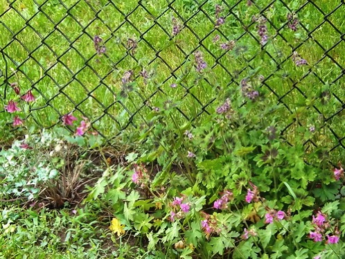 Wild geranium dolumbine june 2018