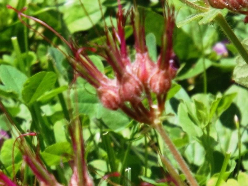 wild geranium gone to seed