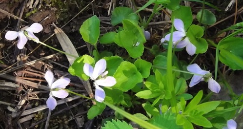 Wild violets at the camp
