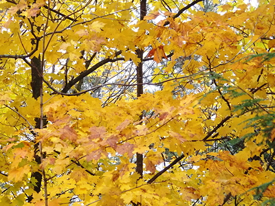 Yellowmaples