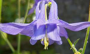 Blue Columbine