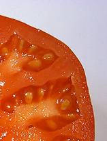 Slice of Tomato