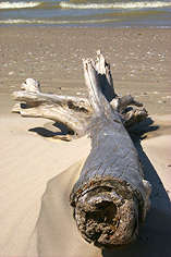 Dead Log Washed Up on Beach