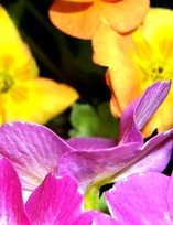 Yellow and Pink Primroses