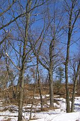 Blue sky, oak trees and snow.