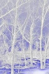 Sky, oak trees and snow, blue tint.