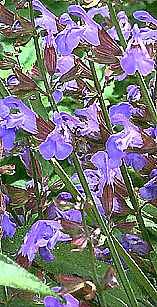 Sage Blooms, Purple