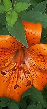 Orange Lily