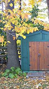 Yellow leaves by a shed.
