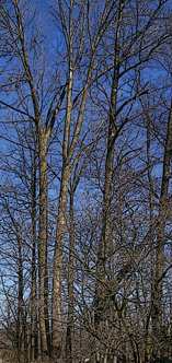 Bare Tree Branches and Blue Sky