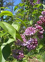 Lilacs and Blue Sky