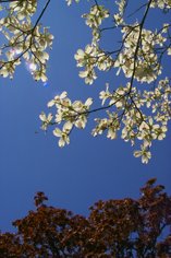 Dogwood Silhouette