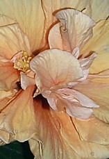 Yellow Hibiscus Bloom