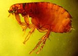 Flea Specimen from http://dallas.tamu.edu/insects/