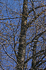 Bare Branches & Blue Sky
