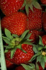 Ripe Strawberries