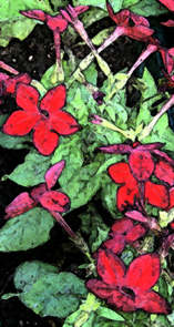 Red Nicotinia