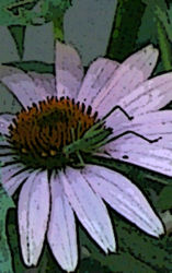 Echinacea Bloom with Cricket