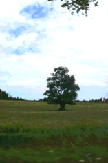 Lone maple in field.