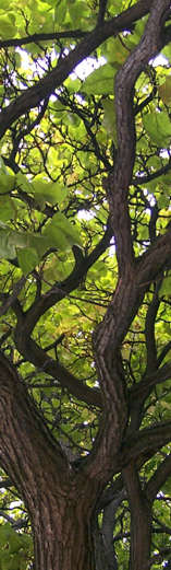 tree trunk and autumn leaves