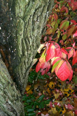 Maple tree trunk and red leaves.