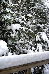 Snow laden hemlock.