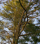 Sunny tree tops.