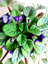 African Violet in Bloom