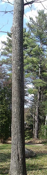 maple tree trunk
