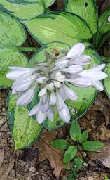 hosta lily in my garden