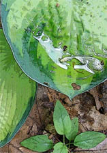 water pooled on a hosta leaf