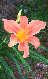Day Lily Orange