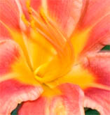Day Lily close up
