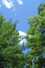 blue sky, green treetops, wispy clouds